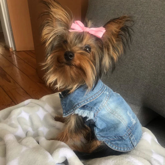 Summer Jeans Series Dog Shirt – Denim Cowboy Jacket for Small Dogs