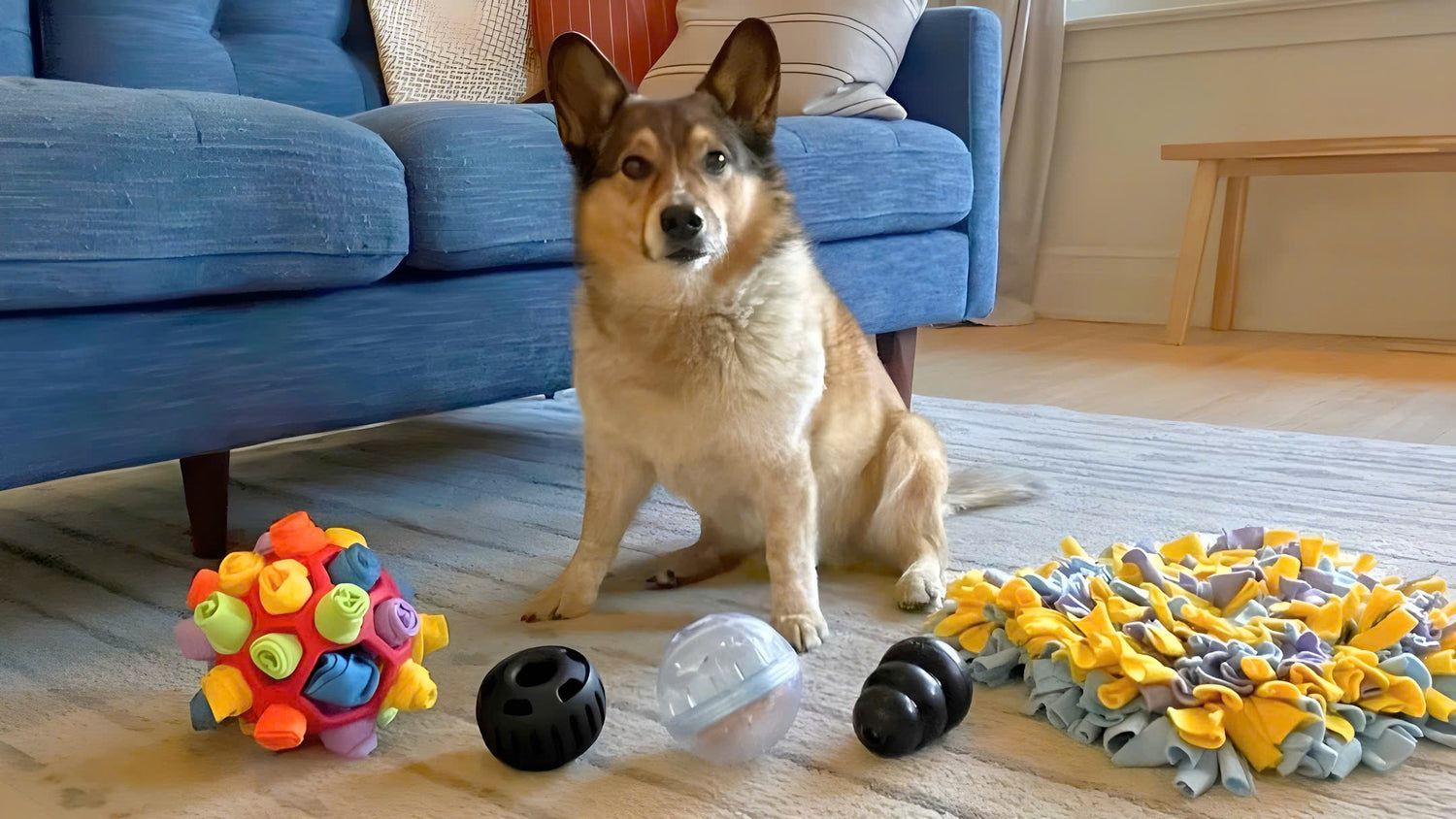Toys & Enrichment